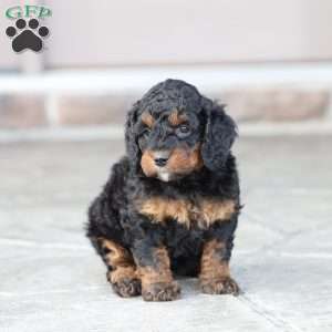 Reese, Cavapoo Puppy